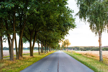 Road in field accompanied by row of green trees, skyline and nature on background. Landscape of flat terrain at sunset. Road looks alluringly to wanderlust. Roads and travels concept