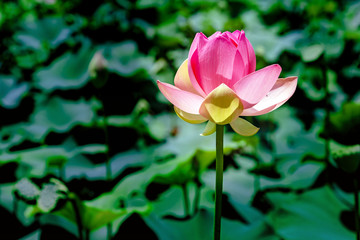 Obraz premium Pink Lotus