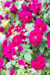 Chic red roses. Bush of red roses. Curly red rose