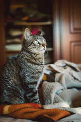 Tabby cat portrait