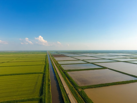 The rice fields are flooded with water. Flooded rice paddies. Agronomic methods of growing rice in the fields. © eleonimages