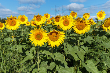 Obraz premium Sunflower field in full bloom Quebec, Canada.