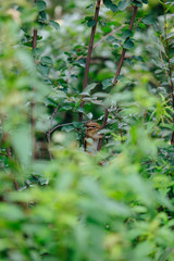 Chipmunk on a tree