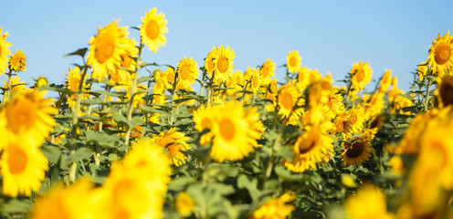 Sunflower field in full bloom Quebec, Canada.