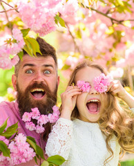 Naklejka premium Father and daughter on happy face play with flowers as glasses, sakura background. Girl with dad near sakura flowers on spring day. Child and man with tender pink flowers in beard. Family time concept