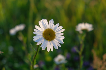 flower field of daisies on a summer evening