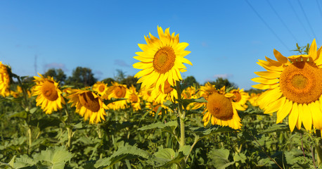 Sunflower fields in full bloom in Quebec Canada.