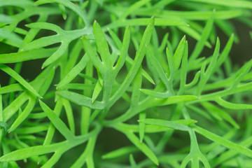 texture of the dill macro