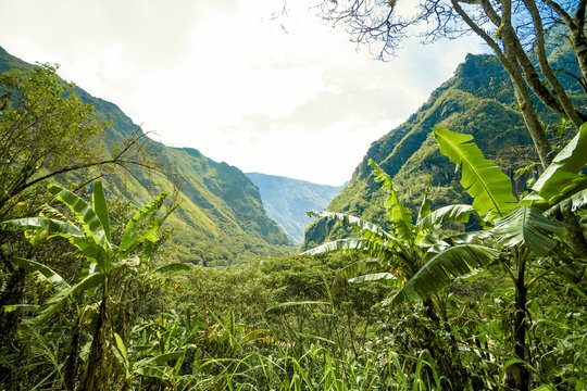 Valley between Urubamba mountains, seen among the jungle undergrowth