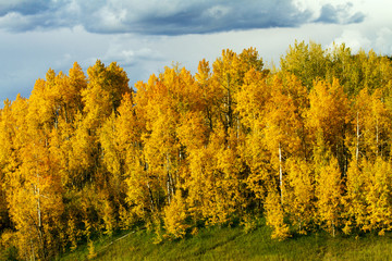 Fototapeta premium Strong Golden Stand of Aspen Trees on Kebler Pass, Colorado