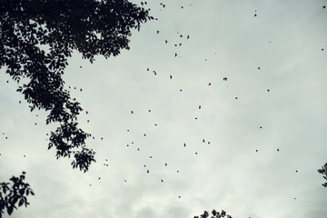 Minimal backlight picture of a huge flock of birds (starlings) flying at sunset in a dramatic cloudy sky framed by leafy treetops.