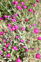 Fototapeta premium Silène coronaria rose au jardin