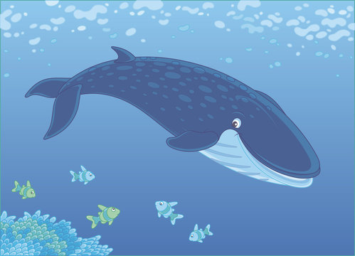 Blue northern whale swimming near a reef, vector illustration