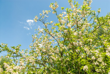 idyllic scene of blooming acacia flowers on blue spring sky