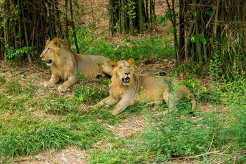 Asiatic Lion, now an edangered species shot in incredible India.