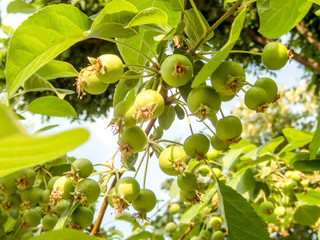 Bunch of green unripe wild apples hanging on a branch