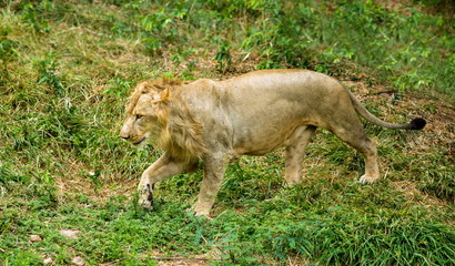 Asiatic Lion, now an edangered species shot in incredible India.