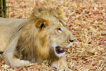 Asiatic Lion, now an edangered species shot in incredible India.