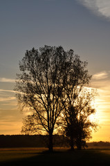 Fototapeta na wymiar Baum bei Sonnenuntergang