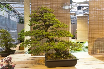 Crédence de cuisine en verre imprimé Bonsaï Bonsai tree  - Japanese white pine