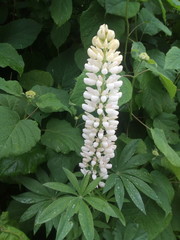 Fototapeta premium White Lupin