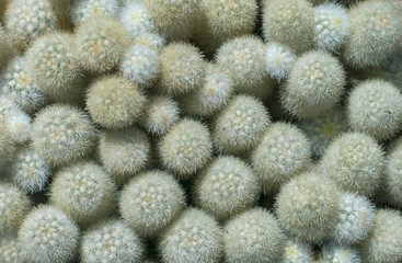 Background of small and furry cacti