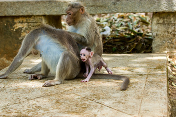 Bonnet Macaques taken around the city of Bangalore India.