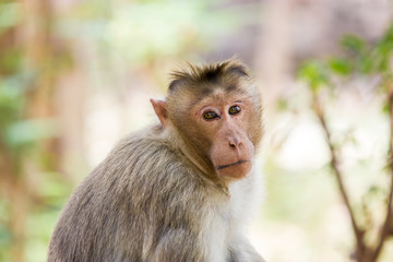 Bonnet macaque, living wild in Bangalore India.