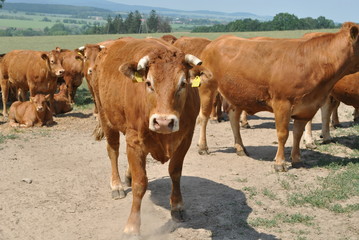 Krowy na pastwisku © bnorbert3