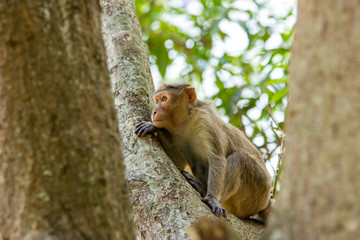 Bonnet Macaques taken around the city of Bangalore India.