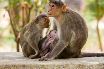 Bonnet macaque family near Bangalore India.