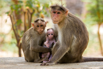 Bonnet macaque family near Bangalore India.