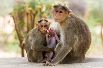Bonnet macaque family near Bangalore India.