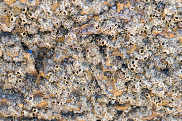 Beach closeup