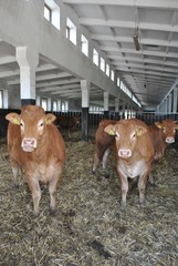 Krowy w oborze © bnorbert3