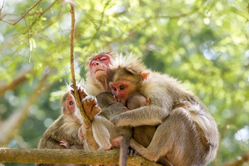 Bonnet Macaques taken around the city of Bangalore India.