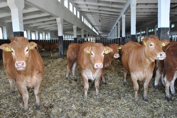 Krowy w oborze © bnorbert3