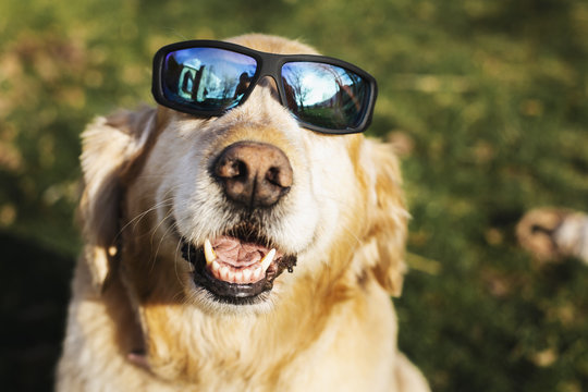 Golden Retriever smiling in sunglasses