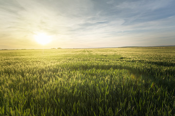 Wheat field at sunset