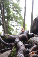 Racines des pins canadiens