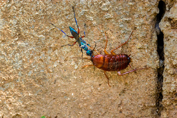 The emerald cockroach wasp with cockroach dragging a coackroach after stinging and paralyzing it.
