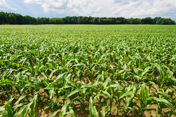 Fototapeta na wymiar Corn field in a sun