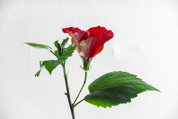 Hibiscus Flower - Side View - Isolated