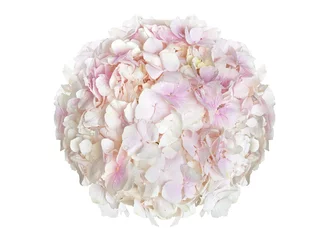 Crédence de cuisine en verre imprimé Hortensia Merveilleux hortensia rose