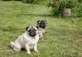 две собачки- мопсы сидят  на зеленой  на лужайке