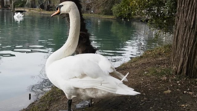 Mute Swan said most beautiful Regal bird because it effectively reveals fether and crucially swims. But its just aggressive posture, and misconception comes from medieval bestiary
