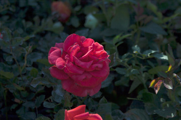 Big garden rose flower 
