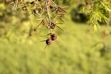 red plant in front of green gras