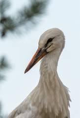 Stork standing in nest