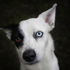 portrait of a dog with different eyes